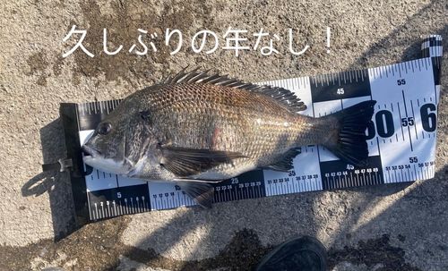 クロダイの釣果