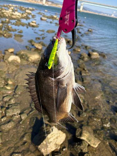 チヌの釣果