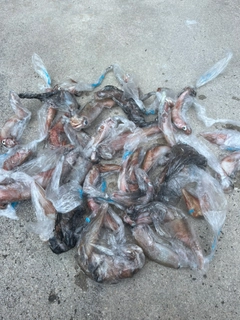 ヤリイカの釣果