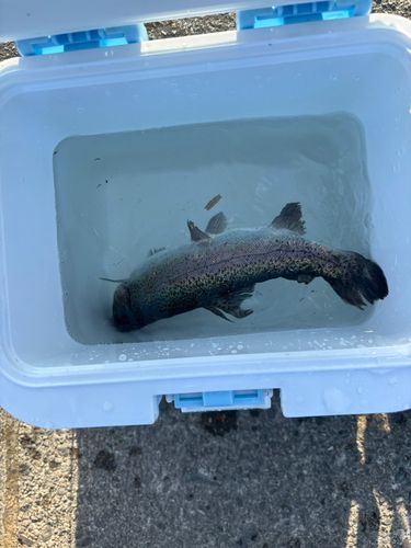 ニジマスの釣果