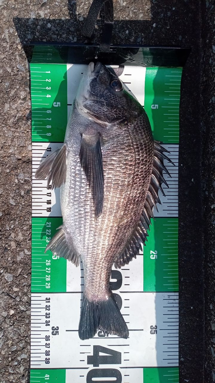 SHIMANO 20エクスセンス MB S96ML-6の最安値・インプレ・釣果 | 本音の