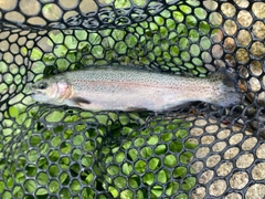 ニジマスの釣果