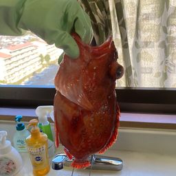 ウッカリカサゴ