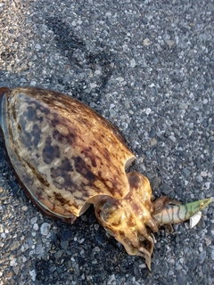モンゴウイカの釣果