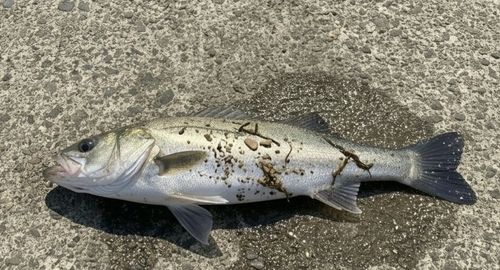 スズキの釣果