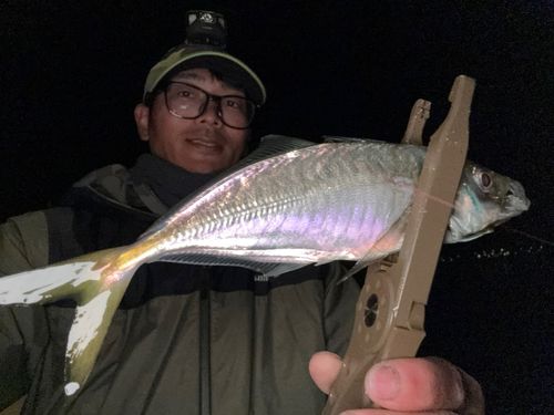 マアジの釣果