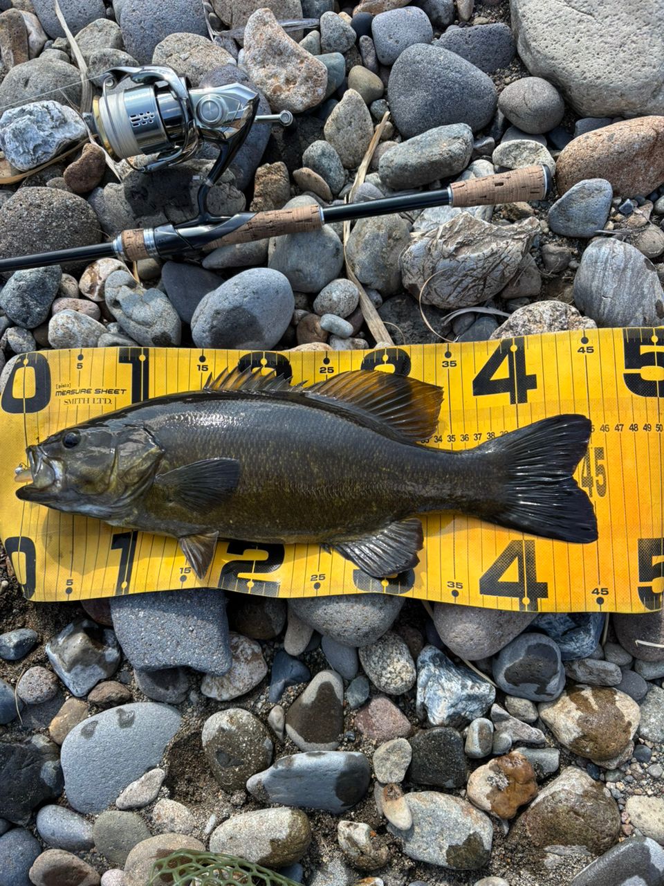 スモールマウスバス