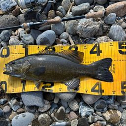 スモールマウスバス