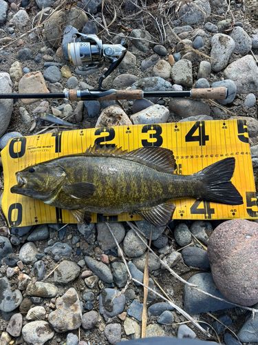 スモールマウスバスの釣果