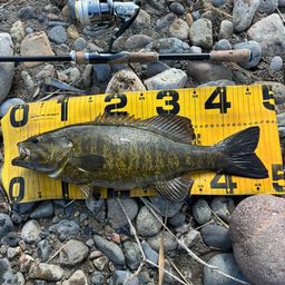 スモールマウスバス