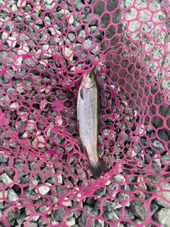 レインボートラウトの釣果