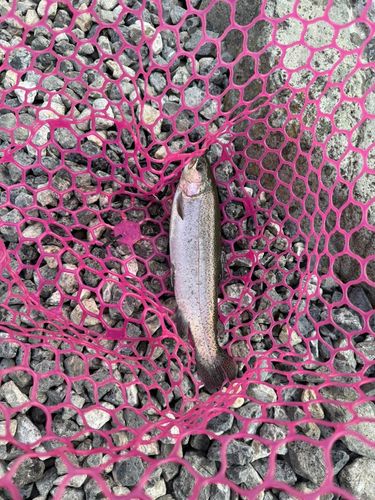 レインボートラウトの釣果