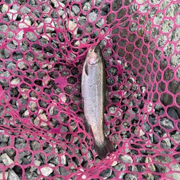 レインボートラウト