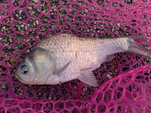 ヘラブナの釣果