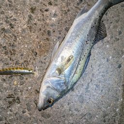 セイゴ（タイリクスズキ）