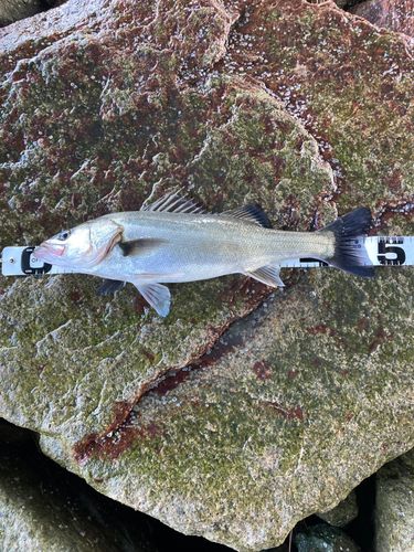 南芦屋浜ベランダ