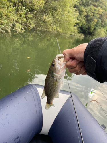 知多半島野池群