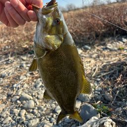 スモールマウスバス