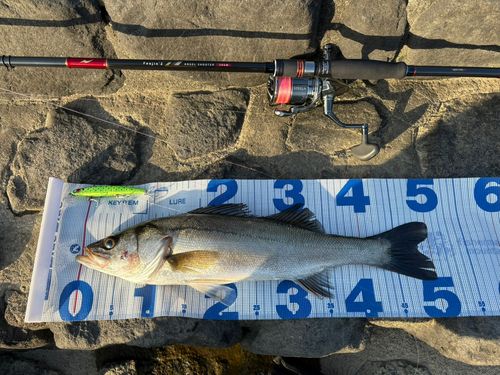 スズキの釣果