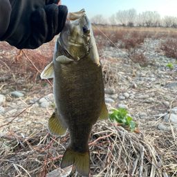 スモールマウスバス