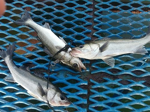 東京湾（アクアライン以北）