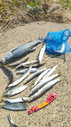 アカカマスの釣果