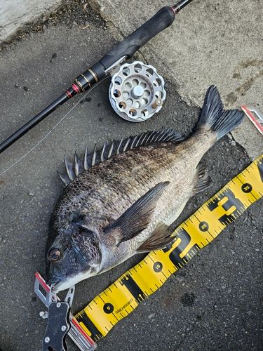 クロダイの釣果