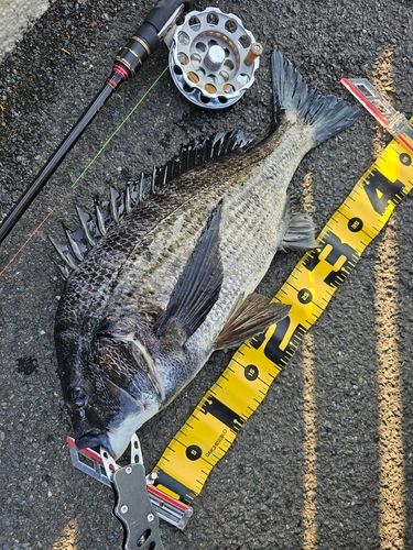 クロダイの釣果