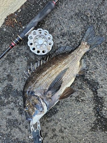 クロダイの釣果