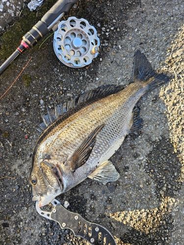 クロダイの釣果