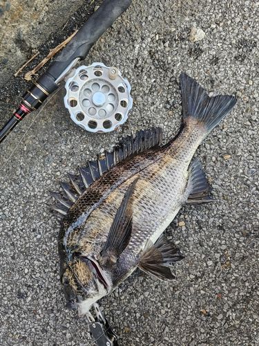 クロダイの釣果