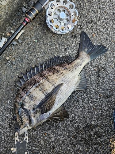 クロダイの釣果