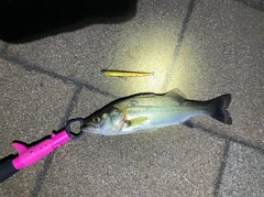 セイゴ（マルスズキ）の釣果