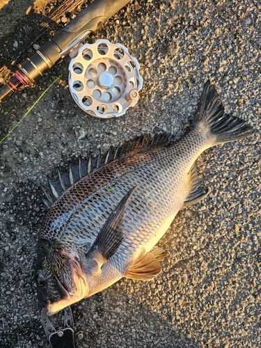 クロダイの釣果