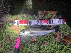 フッコ（マルスズキ）の釣果