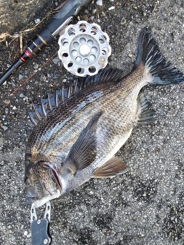 クロダイの釣果