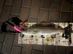 フッコ（マルスズキ）の釣果