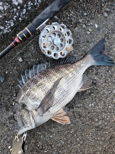 クロダイの釣果