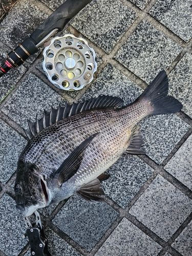 クロダイの釣果