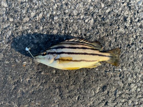 フエフキダイの釣果