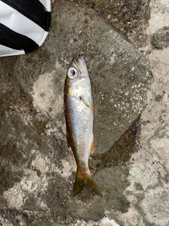 アカムツの釣果