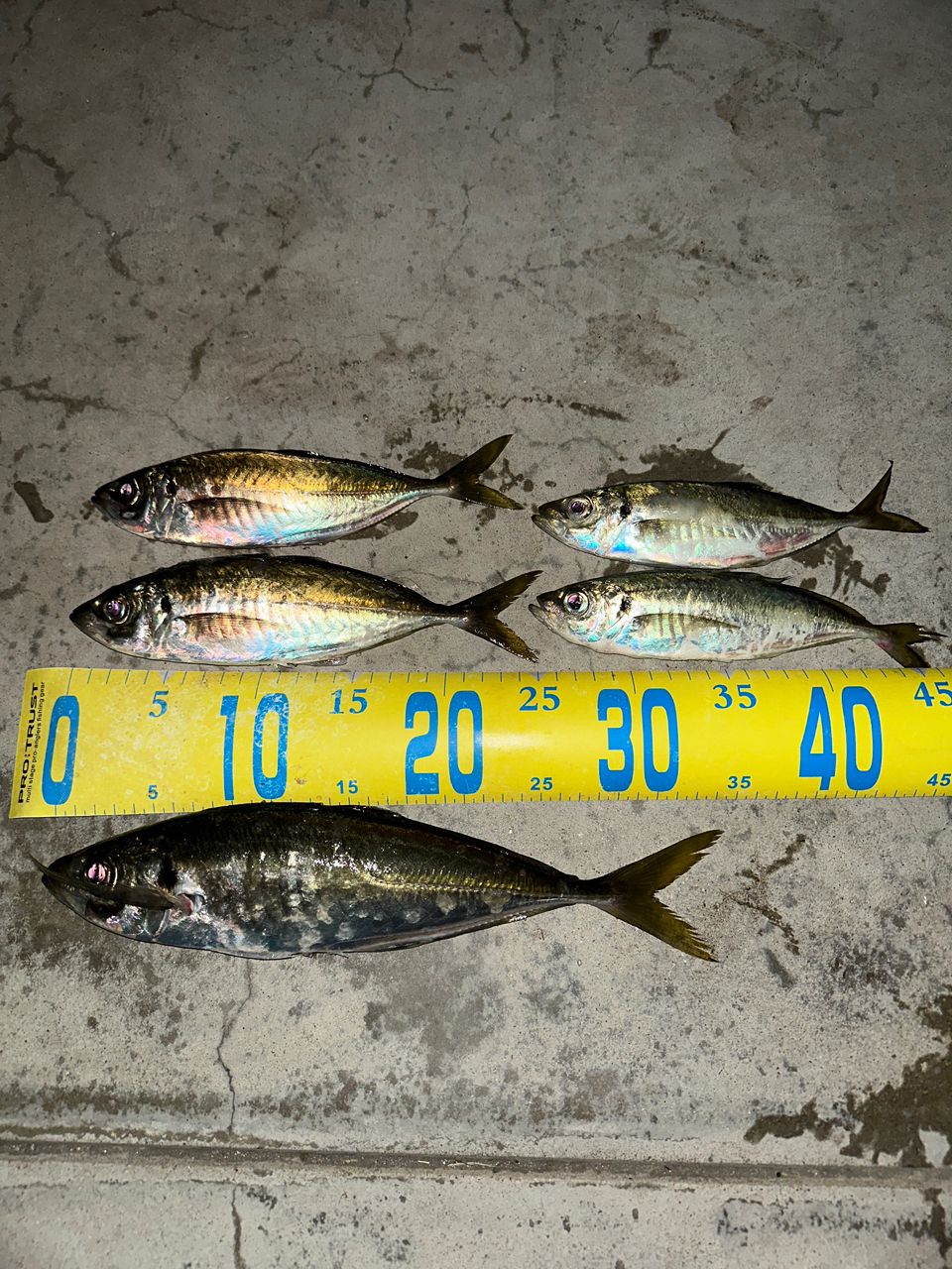 SHIMANO 19ヴァンキッシュ C2000Sの最安値・インプレ・釣果 | 本音の