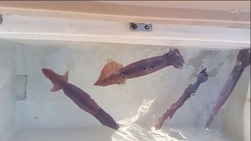 スルメイカの釣果