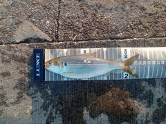 コノシロの釣果