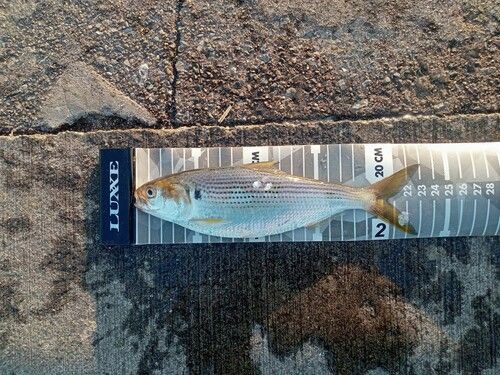 コノシロの釣果