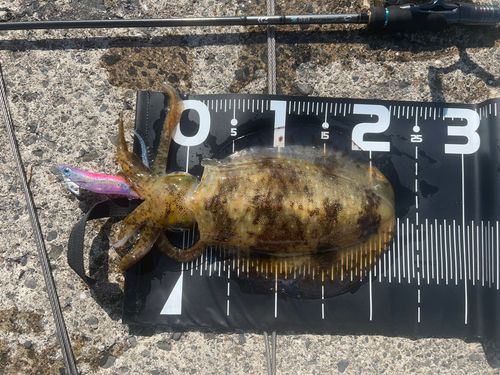アオリイカの釣果