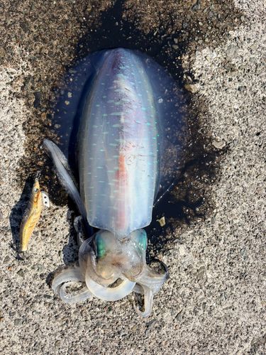 アオリイカの釣果