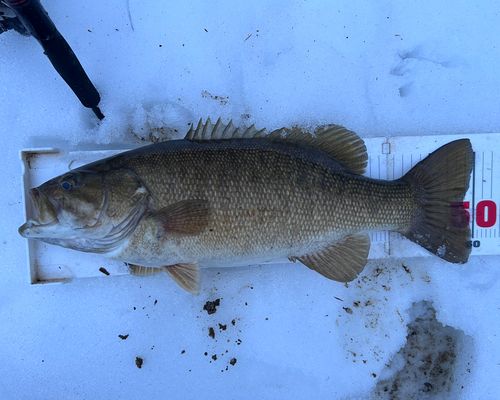 スモールマウスバスの釣果