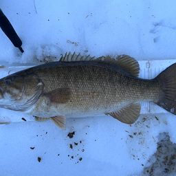 スモールマウスバス