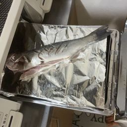 セイゴ（ヒラスズキ）